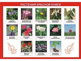 Таблица демонстрационная "Растения Красной книги" (винил 100*140) - fgospostavki.ru - Верхняя Пышма