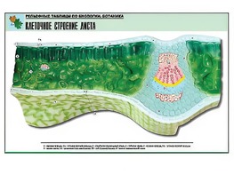 Рельефная таблица "Клеточное строение листа" (формат А1, матовое ламинирование) - fgospostavki.ru - Верхняя Пышма