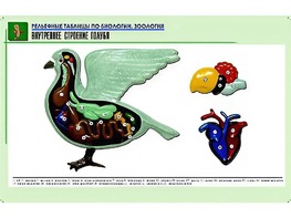 Рельефная таблица "Внутреннее строение голубя" (формат А1, матовое ламинирование) - fgospostavki.ru - Верхняя Пышма