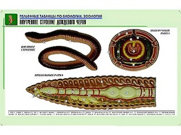 Рельефная таблица "Внутреннее строение дождевого червя" (формат А1, матовое ламинирование) - fgospostavki.ru - Верхняя Пышма