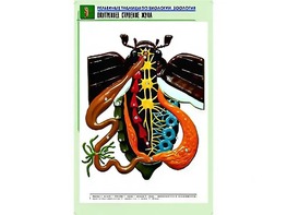 Рельефная таблица "Внутреннее строение жука" (формат А1, матовое ламинирование) - fgospostavki.ru - Верхняя Пышма