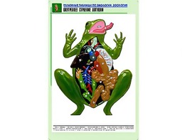 Рельефная таблица "Внутреннее строение лягушки" (формат А1, матовое ламинирование) - fgospostavki.ru - Верхняя Пышма