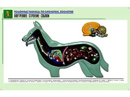 Рельефная таблица "Внутреннее строение собаки" (формат А1, матовое ламинирование) - fgospostavki.ru - Верхняя Пышма