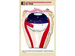 Рельефная таблица "Глаз. Строение" (формат А1, матовое ламинирование) - fgospostavki.ru - Верхняя Пышма