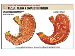 Рельефная таблица "Желудок. Внешняя и внутренняя поверхности" (формат А1, матовое ламинирование) - fgospostavki.ru - Верхняя Пышма