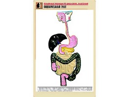 Рельефная таблица "Пищеварительный тракт" (формат А1, матовое ламинирование) - fgospostavki.ru - Верхняя Пышма