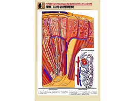 Рельефная таблица "Почка. Макро-микростроение" (формат А1, матовое ламинирование) - fgospostavki.ru - Верхняя Пышма