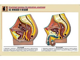 Рельефная таблица "Таз мужской и женский" (формат А1, матовое ламинирование) - fgospostavki.ru - Верхняя Пышма