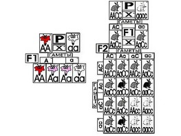 Модель-аппликация "Неполное доминирование и взаимодействие генов" (ламинированная) - fgospostavki.ru - Верхняя Пышма