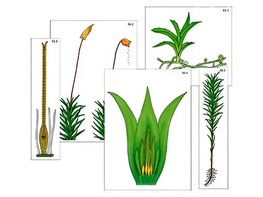 Модель-аппликация "Размножение мха" (ламинированная) - fgospostavki.ru - Верхняя Пышма