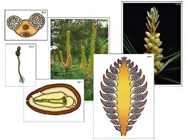 Модель-аппликация "Размножение сосны" (ламинированная) - fgospostavki.ru - Верхняя Пышма
