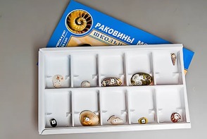 Коллекция "Раковины моллюсков" - fgospostavki.ru - Верхняя Пышма