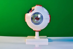 Модель глаза - fgospostavki.ru - Верхняя Пышма