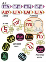 Модель-аппликация Биосинтез белка - fgospostavki.ru - Верхняя Пышма
