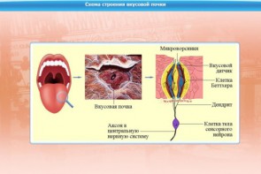 Интерактивные курсы. Биология 10 класс. Базовый. - fgospostavki.ru - Верхняя Пышма