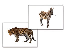 Дидактическое пособие "Дикие животные" - fgospostavki.ru - Верхняя Пышма