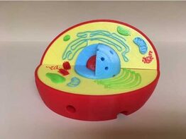 Модель растительной клетки - fgospostavki.ru - Верхняя Пышма