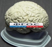 Модель "Мозг в разрезе" (белый) - fgospostavki.ru - Верхняя Пышма