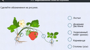 Интерактивные курсы. Биология 7 класс. Расширенный. - fgospostavki.ru - Верхняя Пышма