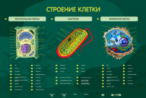 Электрифицированный стенд "Строение клетки" с маркерными полями - fgospostavki.ru - Верхняя Пышма