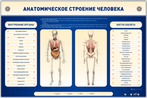 Электрифицированный стенд-тренажер c макетом скелета "Анатомическое строение человека" - fgospostavki.ru - Верхняя Пышма