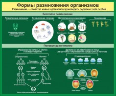 Стенд "Формы размножения организмов" - fgospostavki.ru - Верхняя Пышма