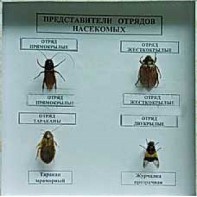 Коллекция энтомологическая "Представители отряда насекомых" - fgospostavki.ru - Верхняя Пышма
