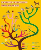 Стенд "Развитие животного мира на земле" - fgospostavki.ru - Верхняя Пышма