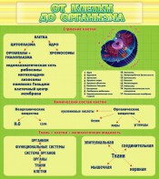 Стенд "От клетки до организма" - fgospostavki.ru - Верхняя Пышма