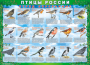 Комплект таблиц "Птицы России (4 листа)" (100х140 сантиметров, винил) - fgospostavki.ru - Верхняя Пышма