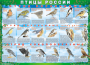 Комплект таблиц "Птицы России (4 листа)" (100х140 сантиметров, винил) - fgospostavki.ru - Верхняя Пышма
