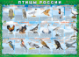 Комплект таблиц "Птицы России (4 листа)" (100х140 сантиметров, винил) - fgospostavki.ru - Верхняя Пышма
