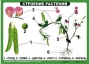 Комплект таблиц "Ознакомление с окружающим миром 1-4 класс" - fgospostavki.ru - Верхняя Пышма